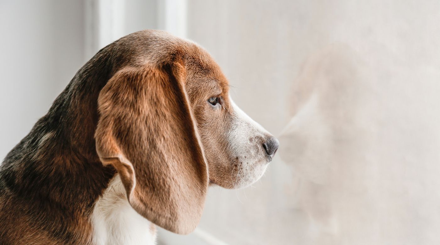 • Trauriger Hund schaut aus dem Fenster bei grauem Winterwetter