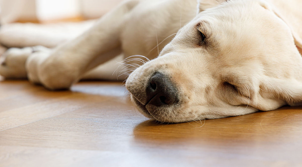 Dein Hund sucht nachts einen neuen Schlafplatz – was steckt dahinter?