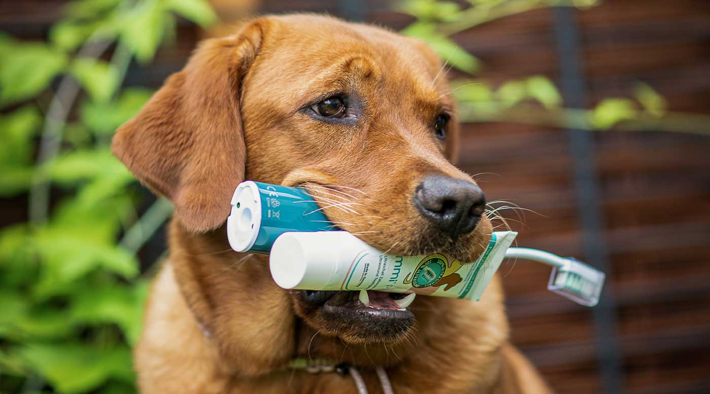 Nach der professionellen Zahnreinigung – So verlängerst du die Zahnpflege zu Hause