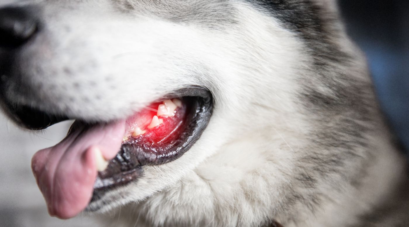 • Nahaufnahme: verletzter Fangzahn bei Hund