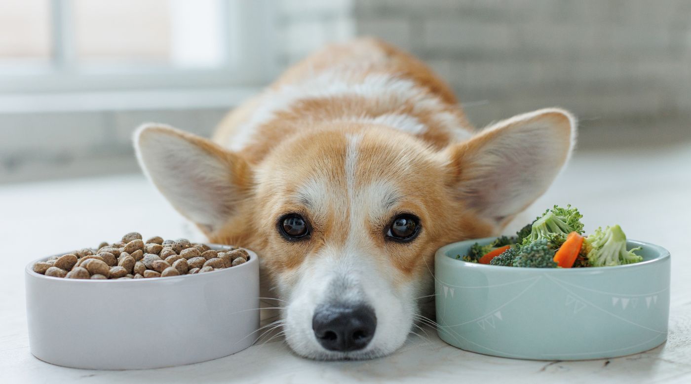 Entspannter Hund liegt satt auf einer Decke