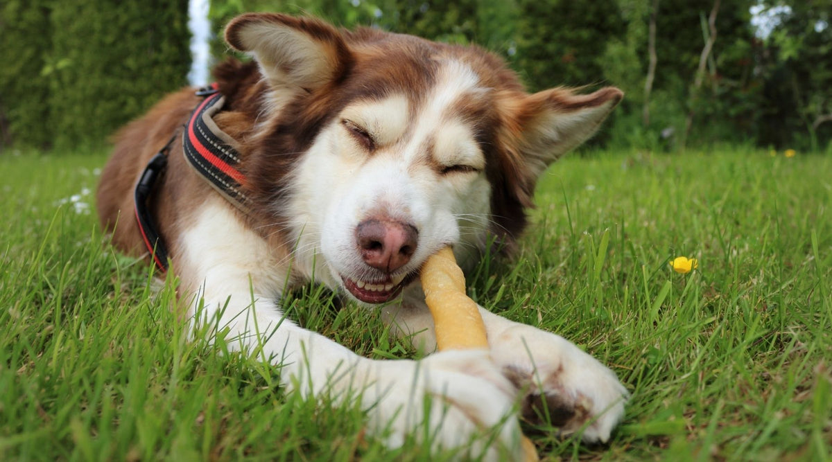 Hund kaut nur auf einer Seite – was steckt dahinter?