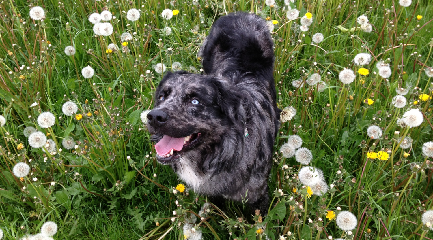 Sommerlicher Spaziergang mit Hund im Feld