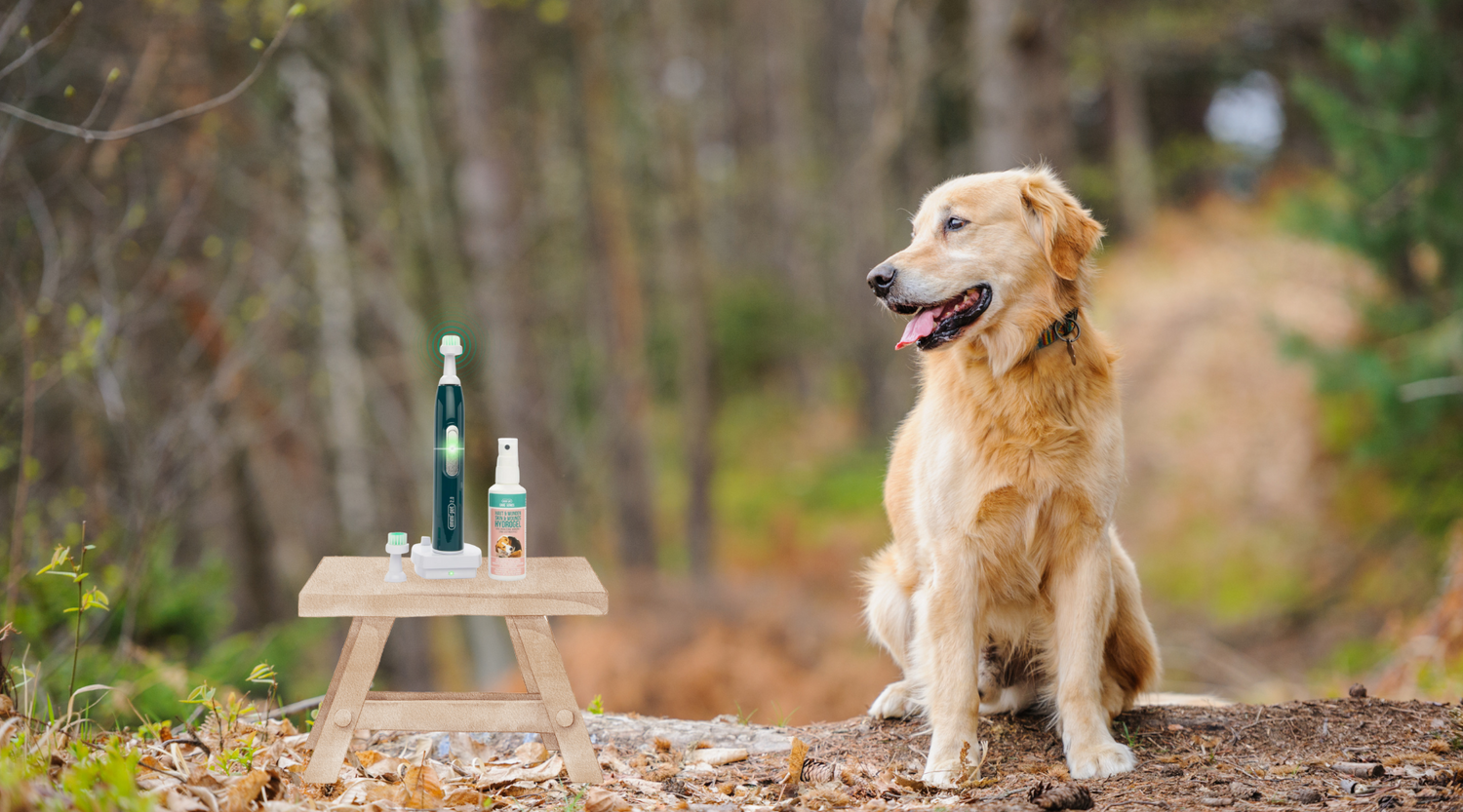 Pfoten pflege nach dem Spaziergang mit dem emmi-pet 2in1-Gerät