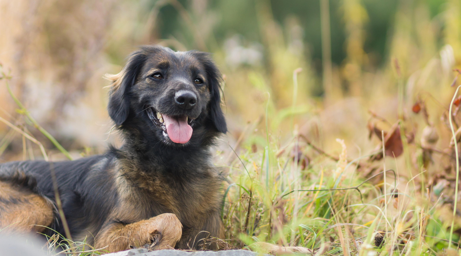 Hund liegt auf einem Feld