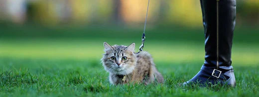 Der Cat-Walk: Katzen an der Leine