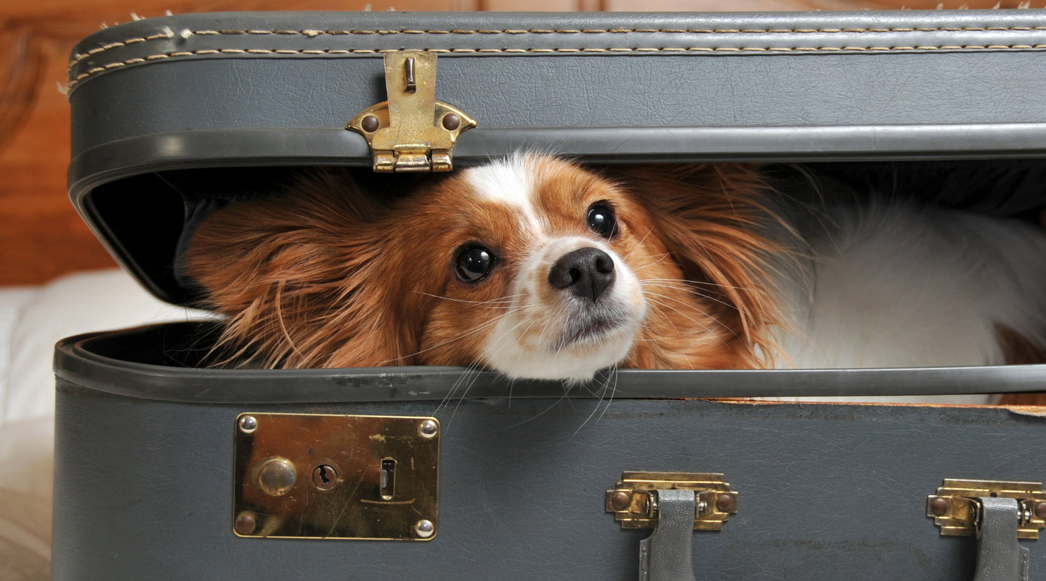 Reisen mit Hund – Vorbereitung, Packliste und Tipps für den entspannten Urlaub