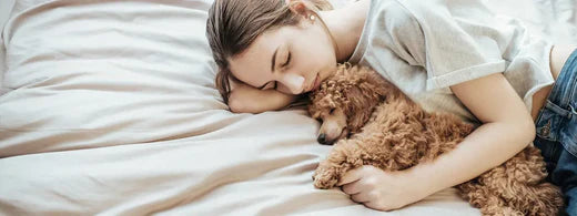 Hundezeit sinnvoll nutzen – Beschäftigung für deinen Hund