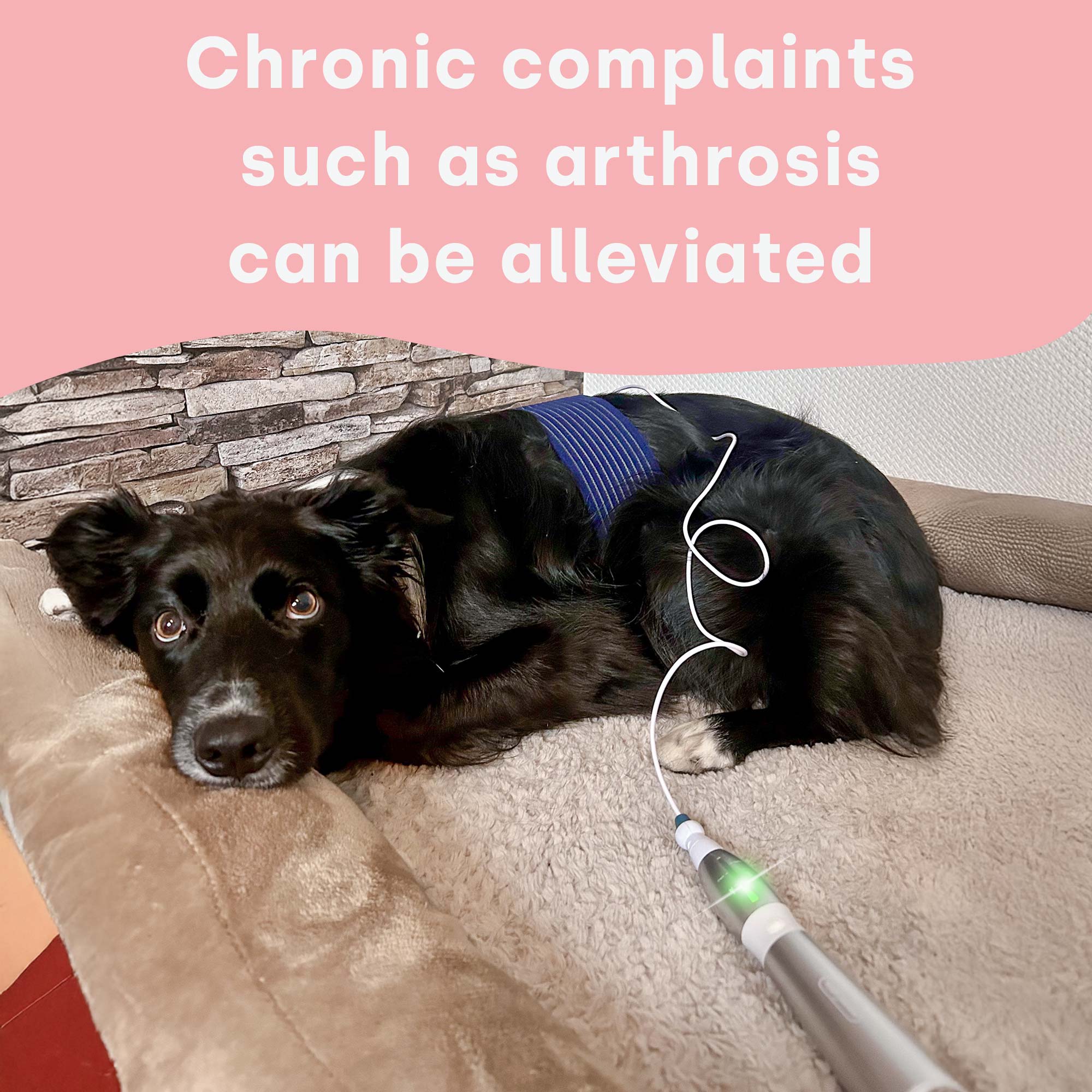 Kit Physio PLUS d'emmi-pet