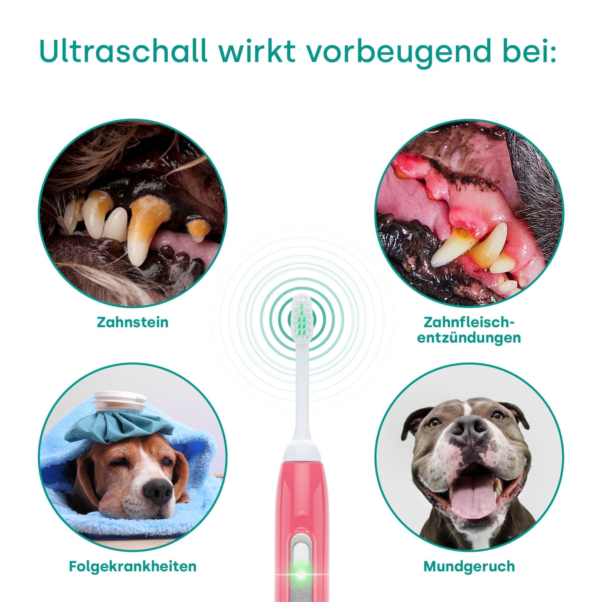 18262-Emmi-pet Basis Set 2. 0 Limited Rose