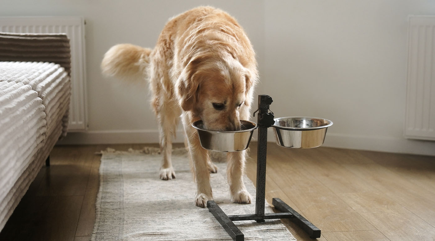 Hund schlingt sein Futter – gefährlich oder normal?