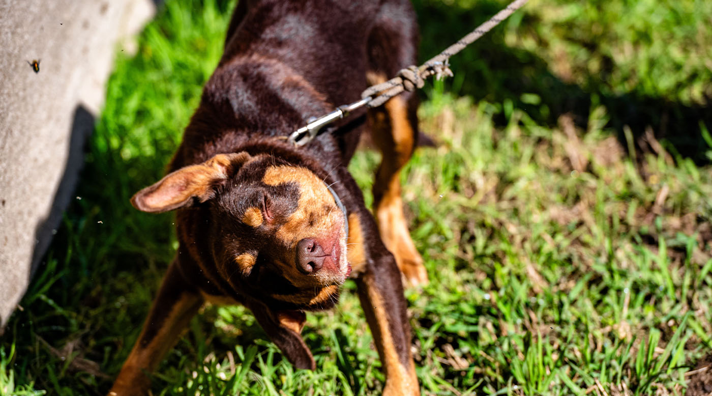 Dein Hund schüttelt häufiger den Kopf – kann das mit dem Maul zusammenhängen?