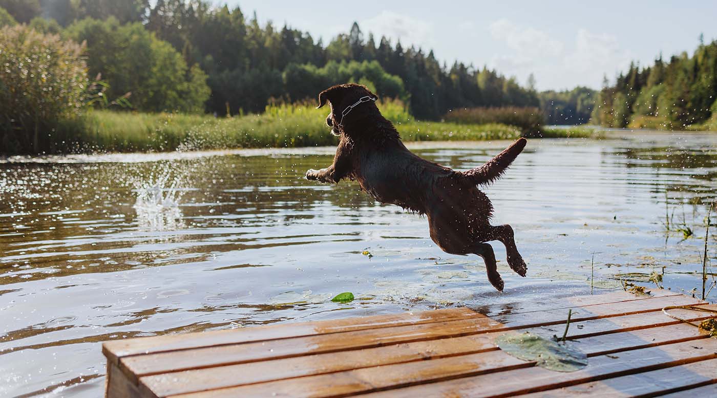 Wasserrute beim Hund – Symptome richtig erkennen
