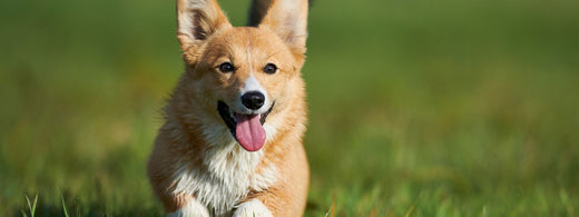 Rasse Welsh Corgi: Pflege und Zahngesundheit