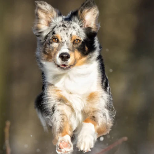 Können Zahnerkrankungen das Vestibularsyndrom beim Hund auslösen?