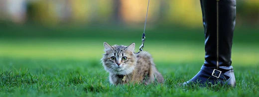 Der Cat-Walk: Katzen an der Leine