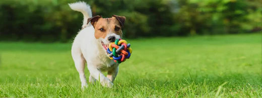 DIY-Anleitung: Zahnfreundliches Hundespielzeug basteln