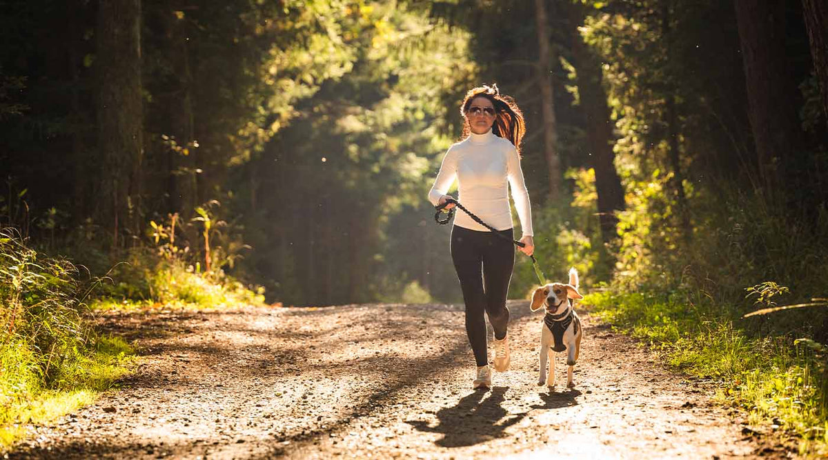Strengthening muscles and joints in dogs: Starting the spring season fit