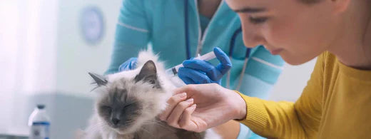 General health monitoring in cats