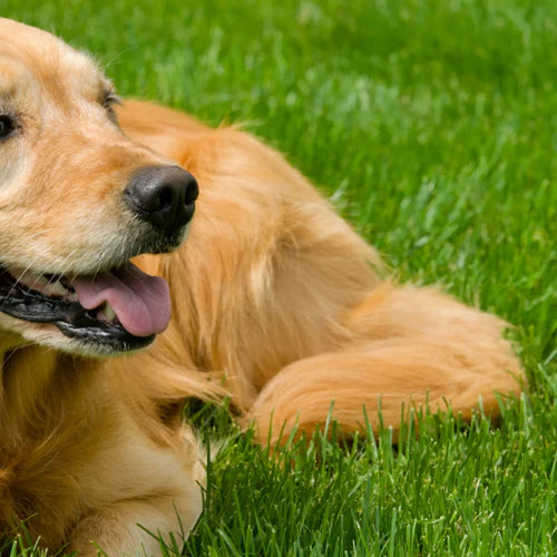 Grasmilben bei Hund und Katze im Frühjahr