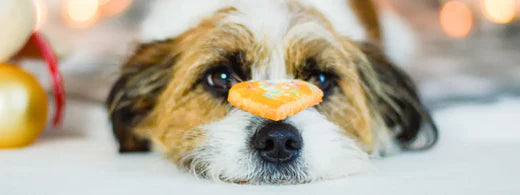 Zahnfreundliche Hundekekse backen zur Weihnachtszeit