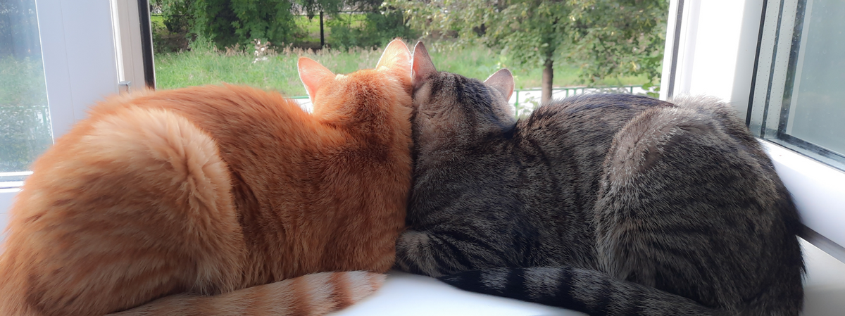 Spring heat in cats: signs, tips & neutering