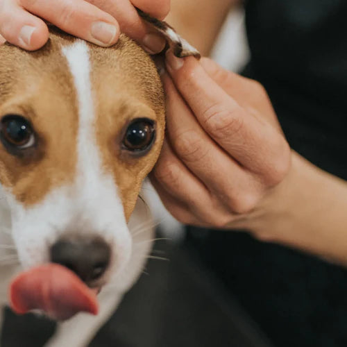 Ohrmilben beim Hund: Ursachen, Symptome, Behandlung und Vorbeugung