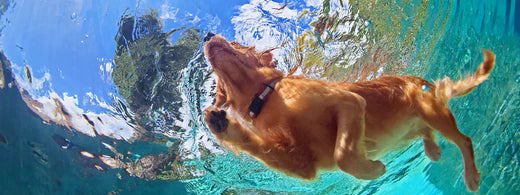 Frisch aus dem Wasser: Tipps zur richtigen Hundepflege nach dem Poolvergnügen