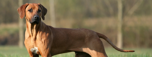 Rhodesian Ridgebacks Toe Nails Rhodesian Ridgeback breed: care and dental health