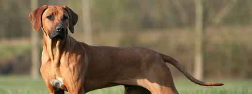 Rasse Rhodesian Ridgeback: Pflege und Zahngesundheit