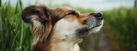 Hund trainieren, im Freien zu schlafen