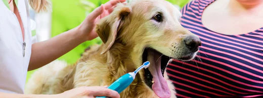 Golden Retriever: Pflege, Gesundheit und Zahnhygiene