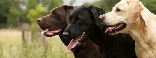 Den Hund an der Leine führen