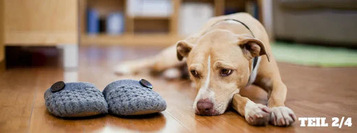 Zahnschmerzen beim Hund erkennen 2/4