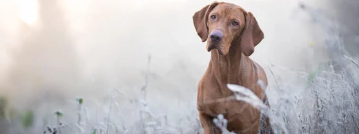 Wissenswertes über den Zahnwechsel beim Hund